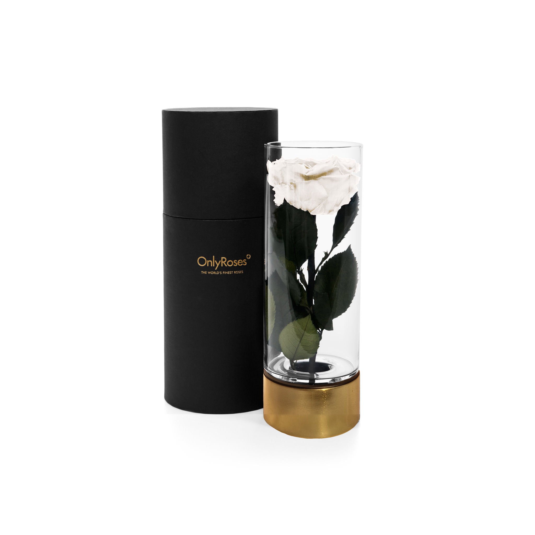 White rose in a clear cylindrical vase with gold base next to a black cylindrical container on a white background