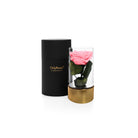 Pink rose in a glass vase with a black and gold container on a white background