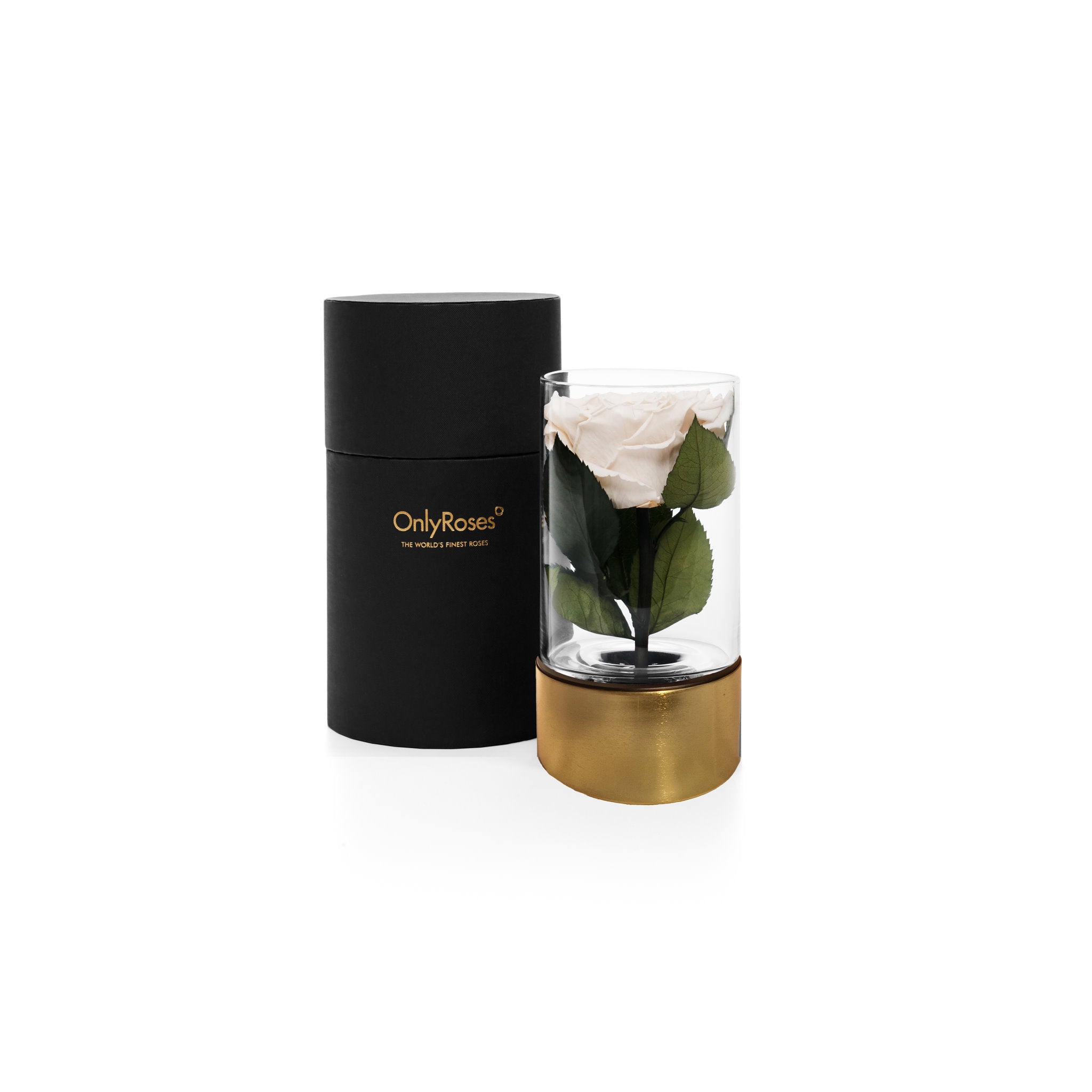 Glass vase with a preserved rose inside and a black box labeled 'OnlyRoses' on a white background