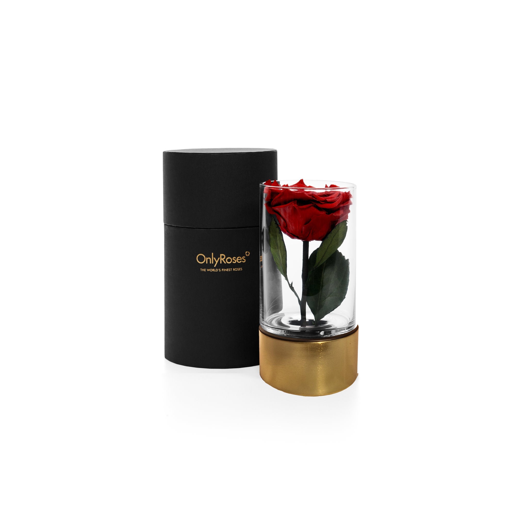 Red rose in a clear vase with gold base and black container on a white background, branded 'Only Roses'.