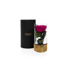 Pink rose in a glass vase with a black container on a white background