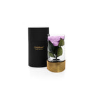 Purple rose in a glass container with a black and gold holder on a white background