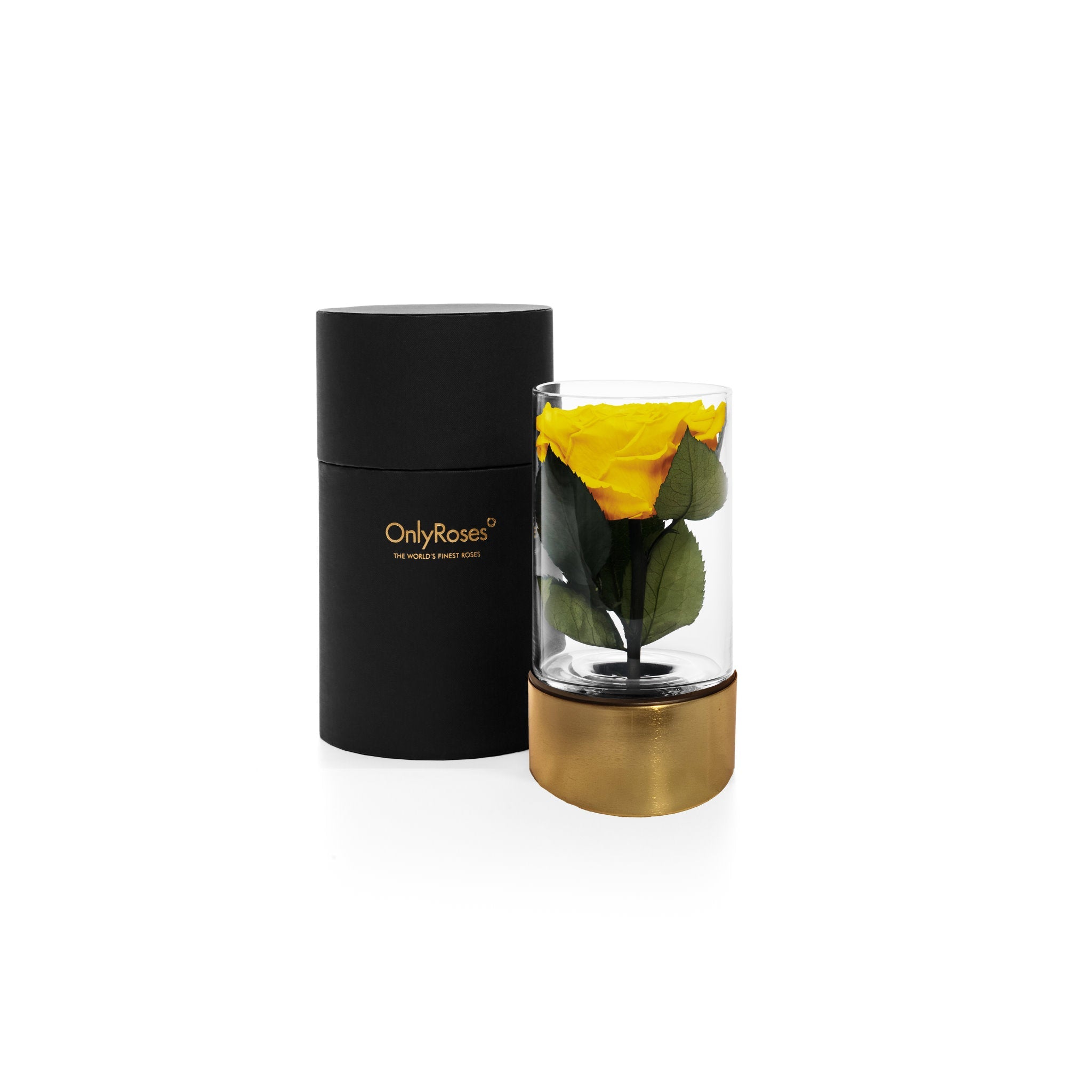 Yellow rose in a glass holder with a black cylindrical container on a white background, branded 'OnlyRoses'.