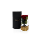 Red rose in a glass container with a black and gold holder on a white background