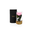 Pink rose in a glass vase with a black box labeled 'Only Roses' on a white background