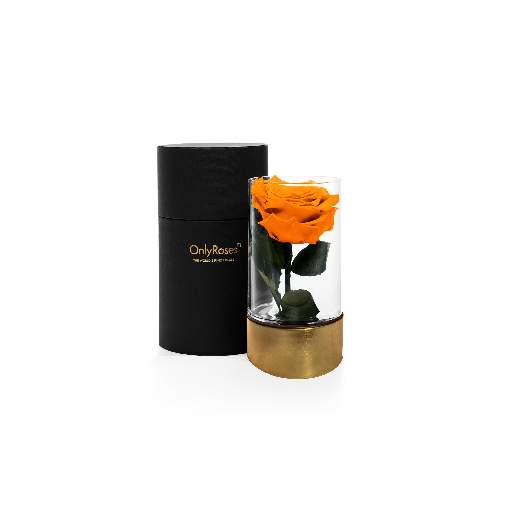 Orange rose in a clear vase with gold base and black container on a white background, branded 'Only Roses'.