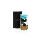 Turquoise rose in a glass vase with gold base and black container on a white background
