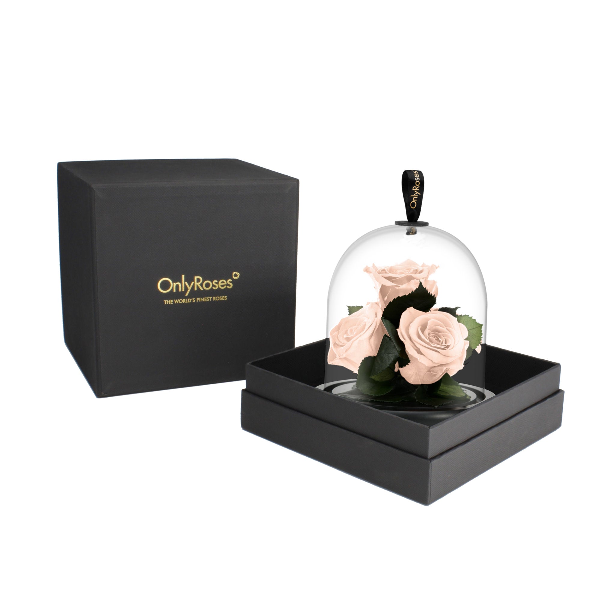 Glass dome with preserved roses inside, black box with 'OnlyRoses' branding on a white background