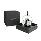 Glass dome with white roses inside, black box with 'OnlyRoses' branding on a white background
