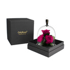 Two pink roses under a glass dome in a black box with 'Only Roses' branding.