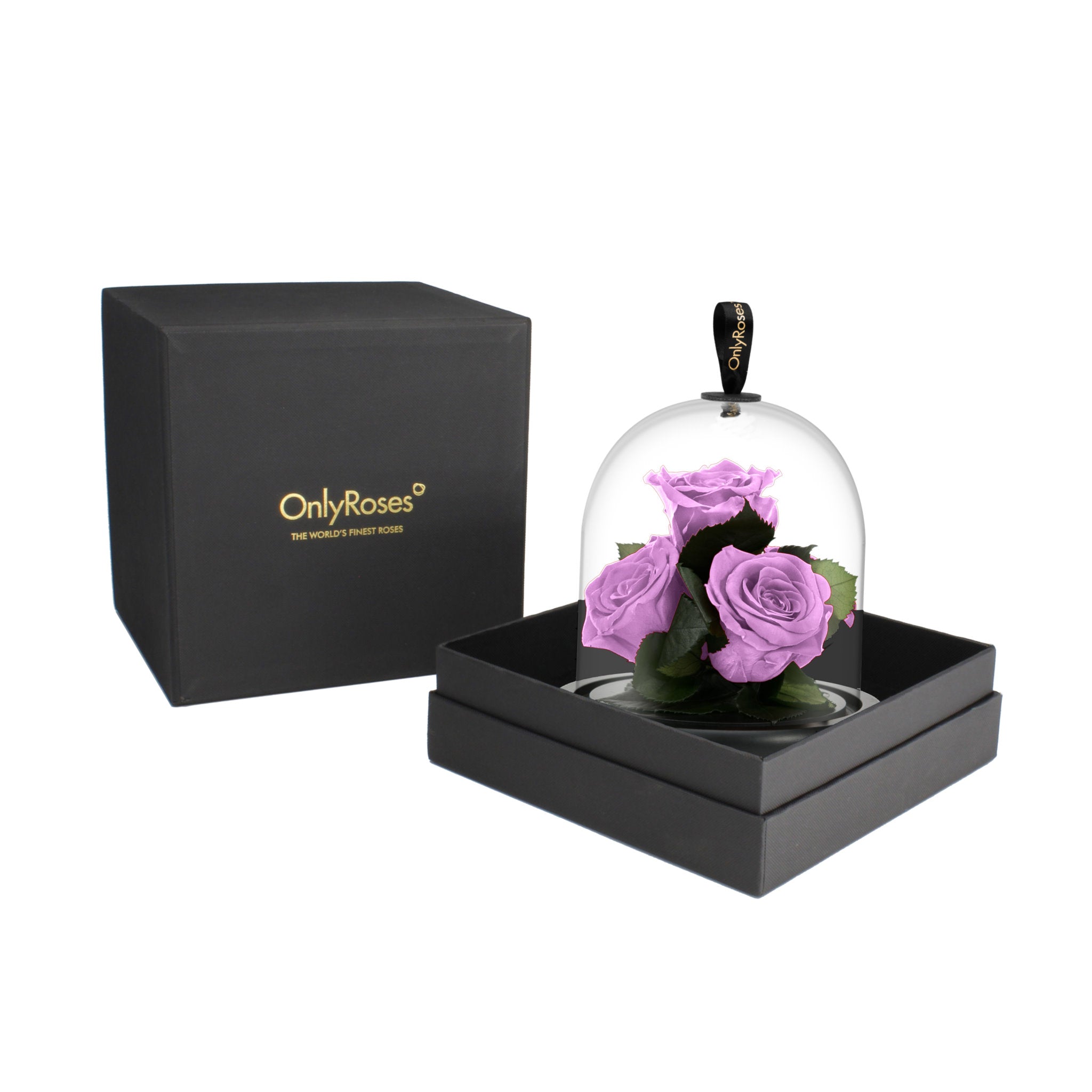 Purple roses under a glass dome in a black box with 'OnlyRoses' branding.