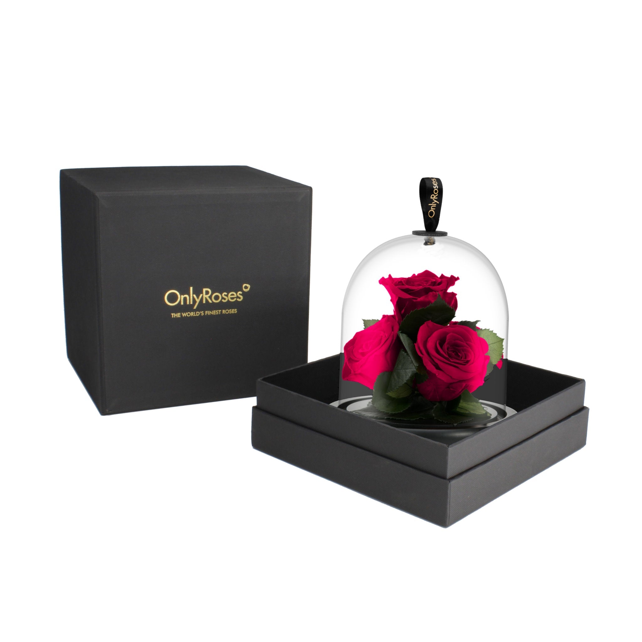 Two red roses under a glass dome in a black box with 'Only Roses' branding.