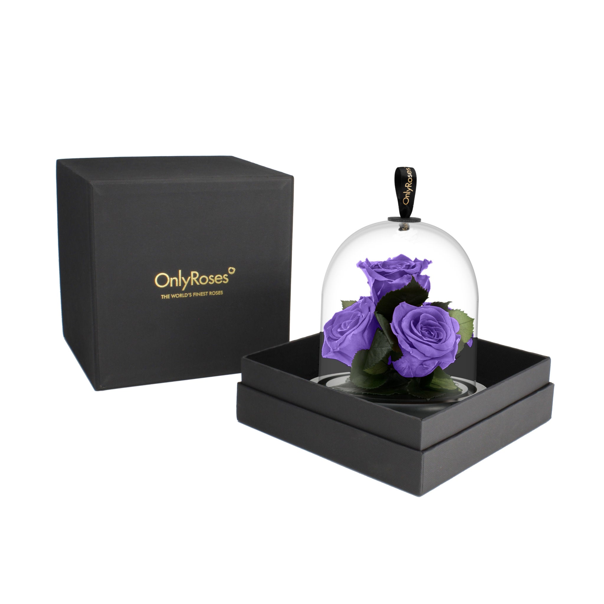 Purple roses under a glass dome in a black box with 'OnlyRoses' branding.