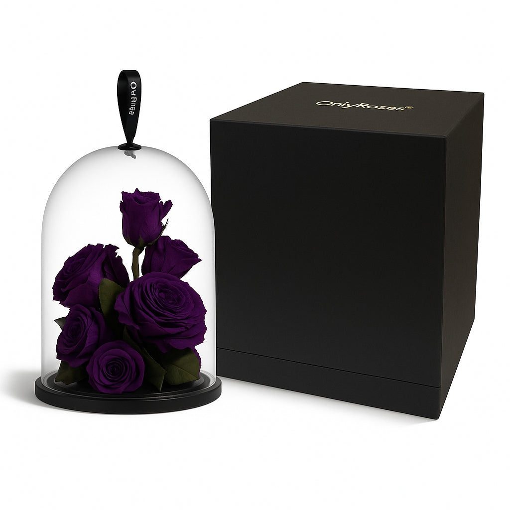 Purple roses under a glass dome with a black box on a white background