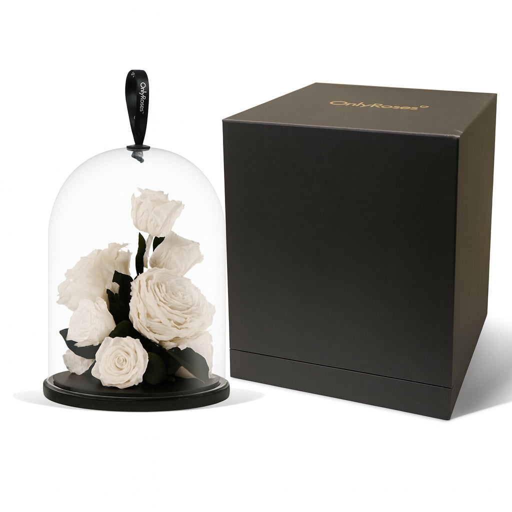 White roses in a glass dome with a black box on a white background