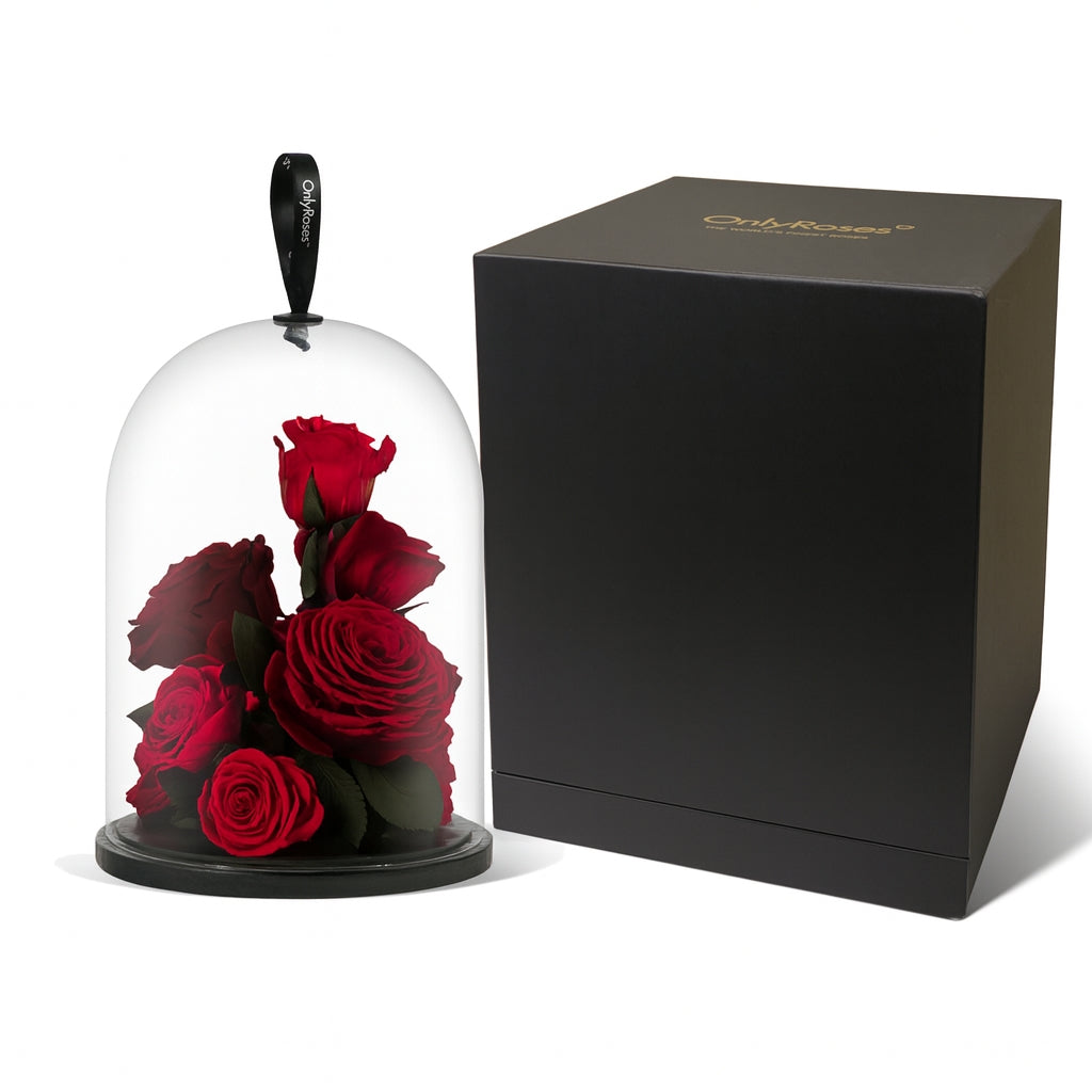 Glass dome with red roses and a black box on a white background