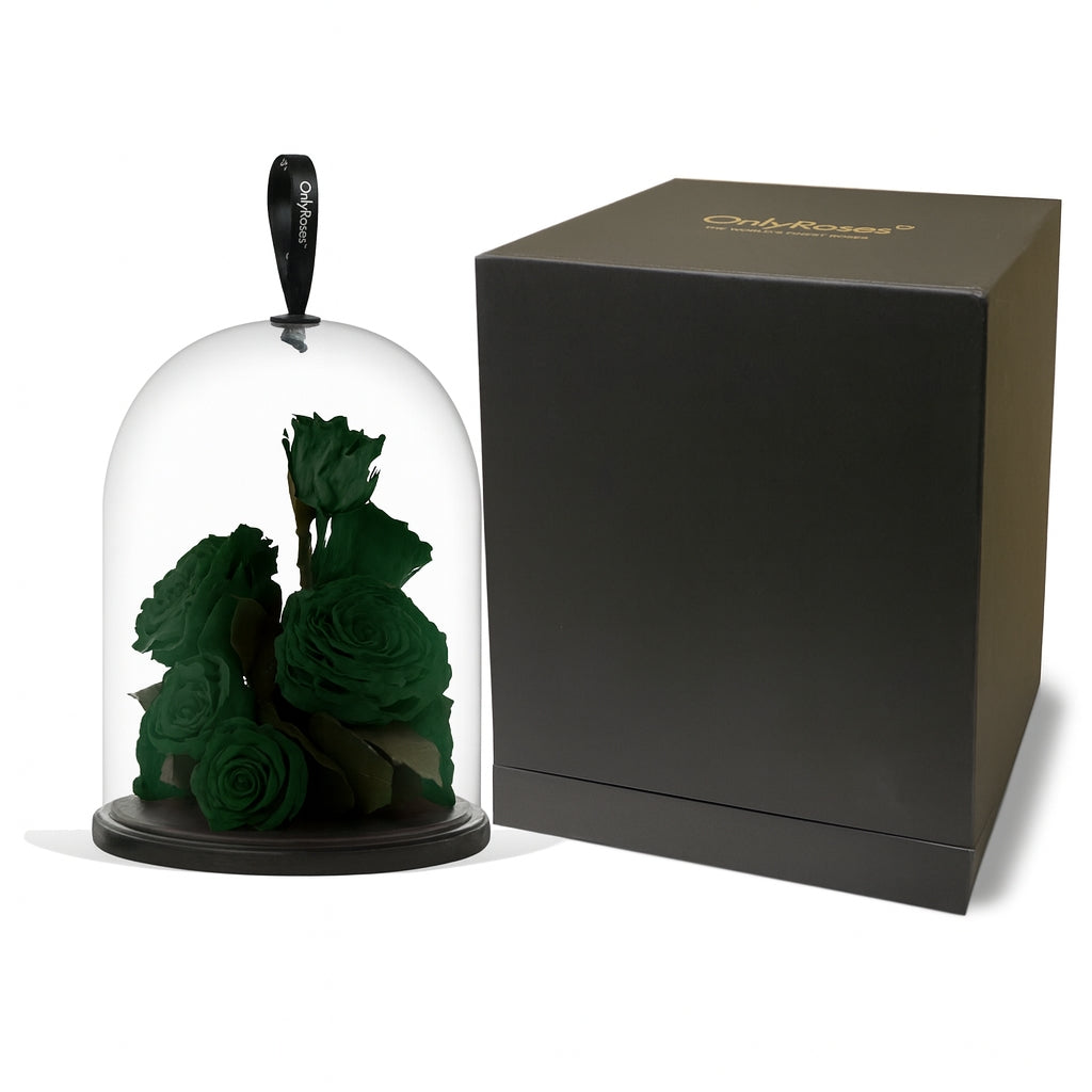 Dark green roses under a glass dome with a black box on a white background