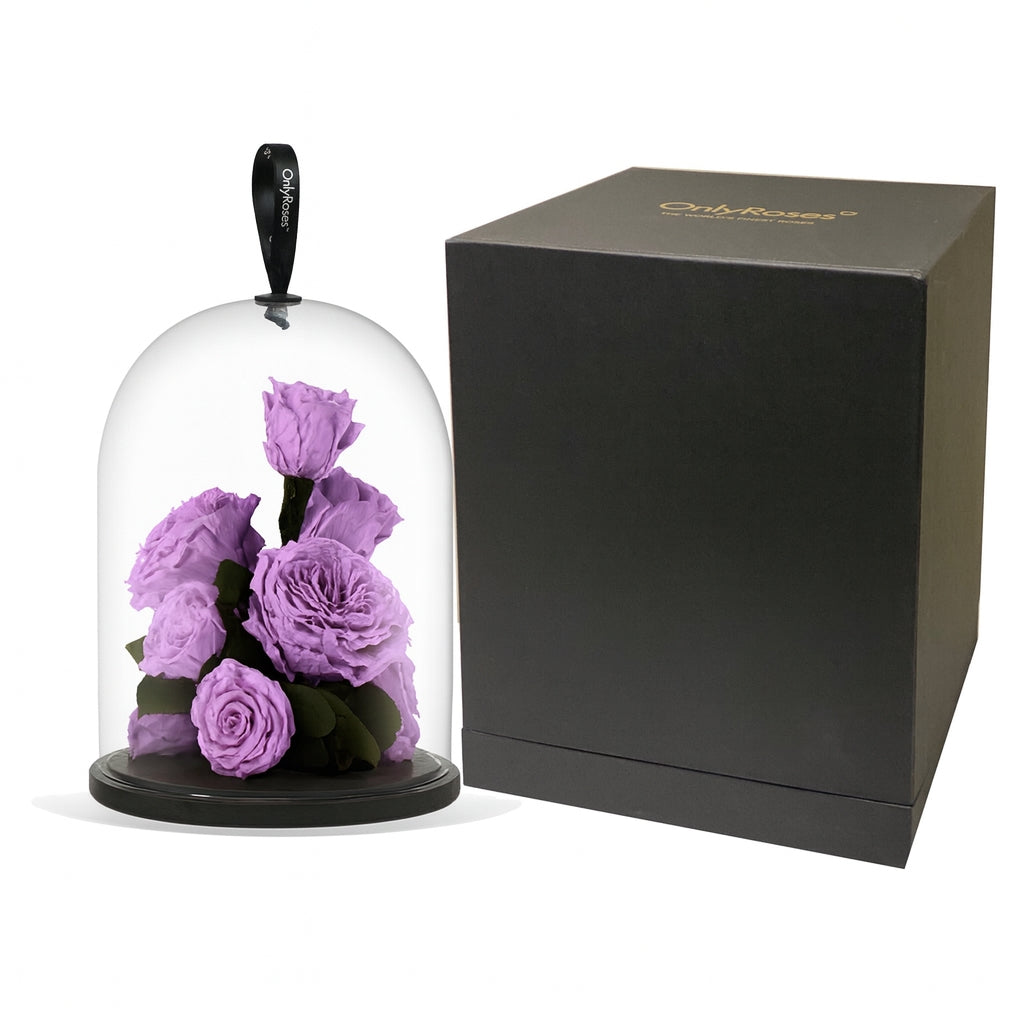 Purple roses in a glass dome with a black lid next to a black box on a white background