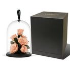 Bouquet of peach roses under a glass dome with a black box on a white background