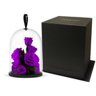 Purple roses under a glass dome with a black box on a white background