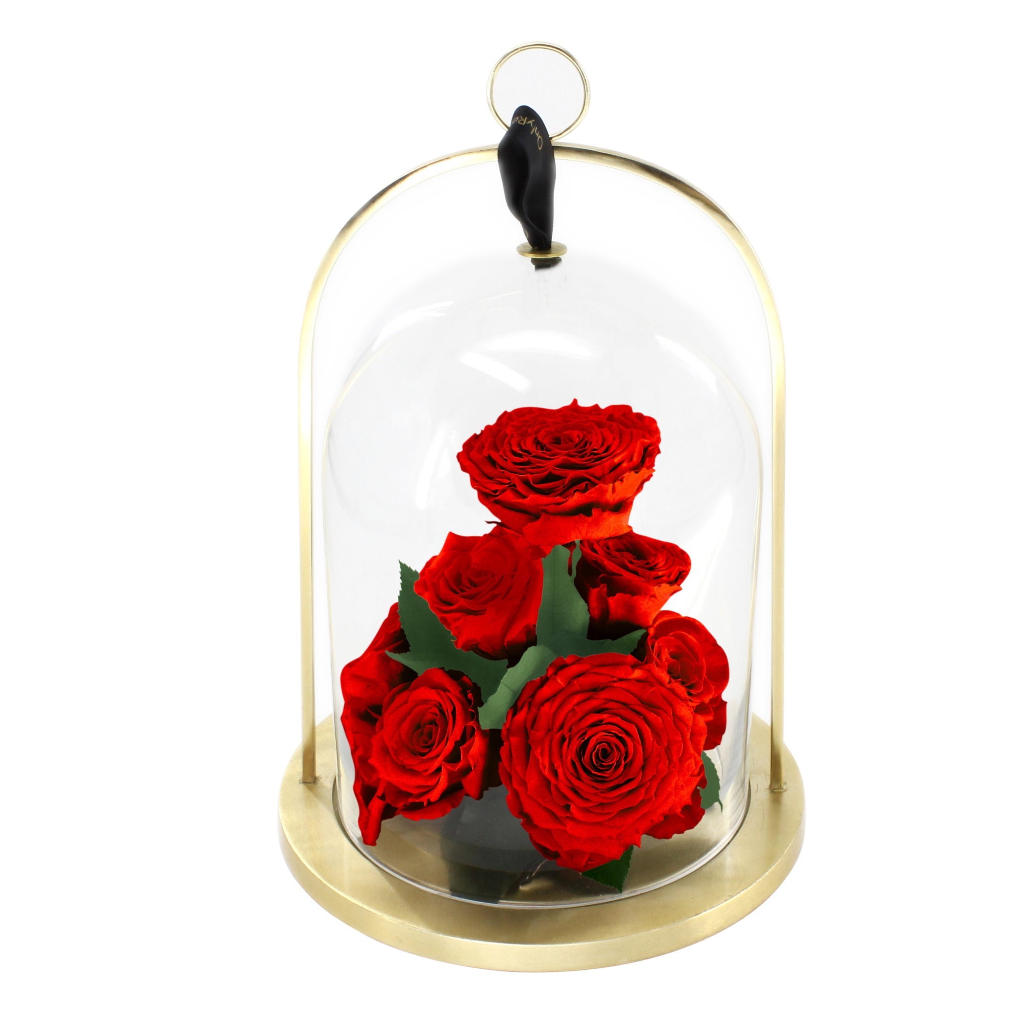 Red roses under a clear glass dome with a gold base on a white background