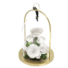 Glass dome with gold base containing white roses on a white background