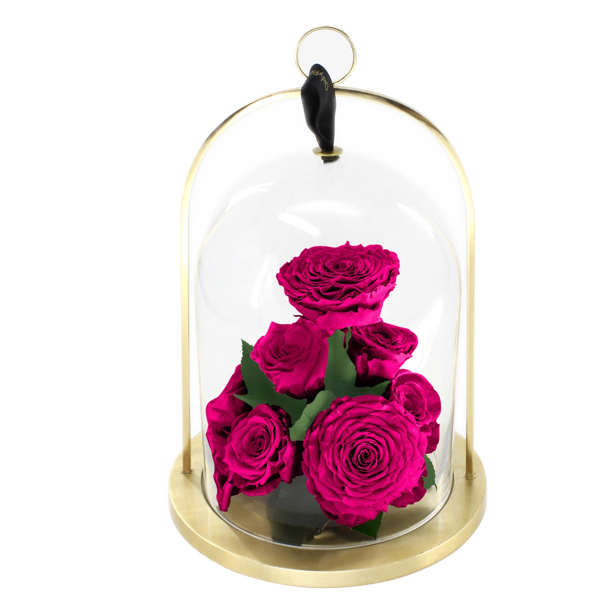 Pink roses under a glass dome with a gold base on a white background