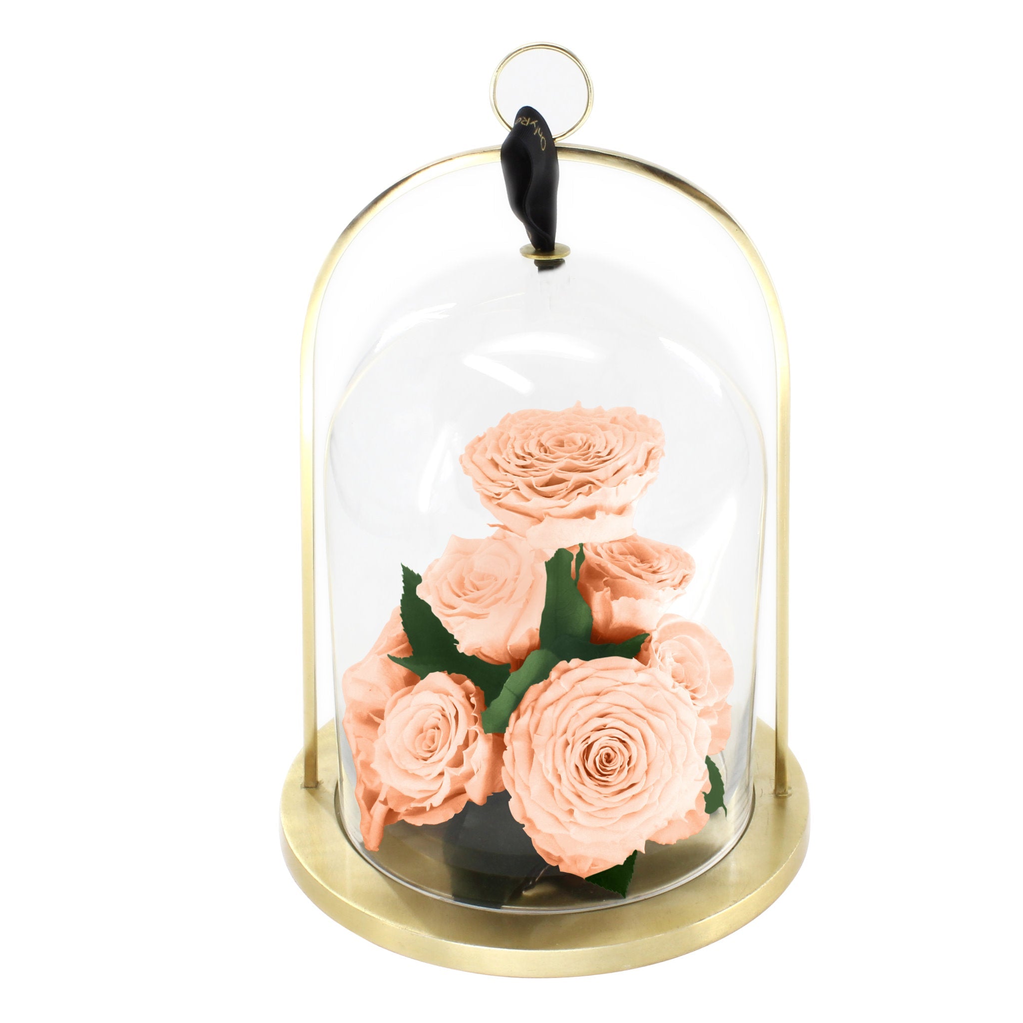 Glass dome with peach-colored roses on a white background