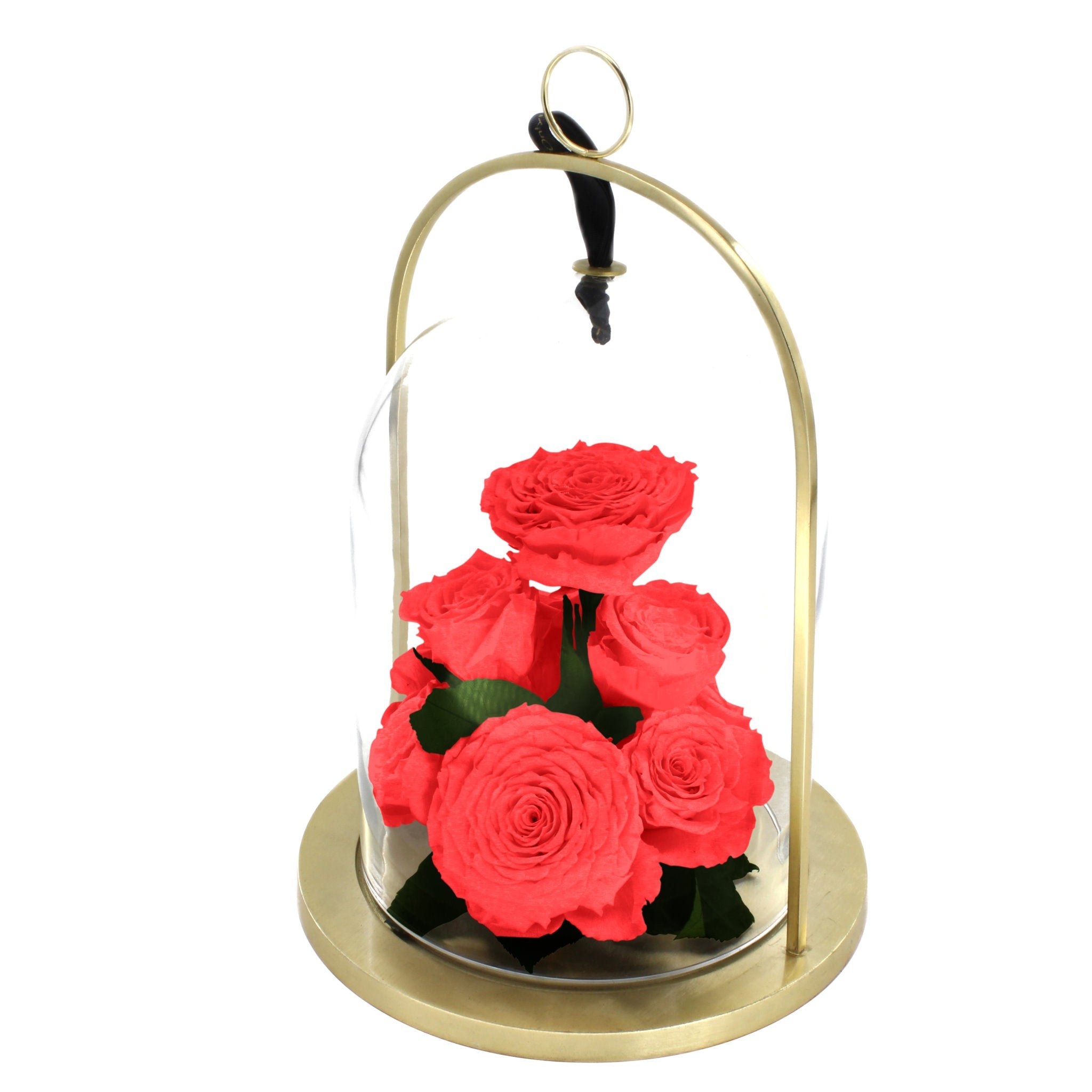 Red roses in a glass dome with gold base on a white background