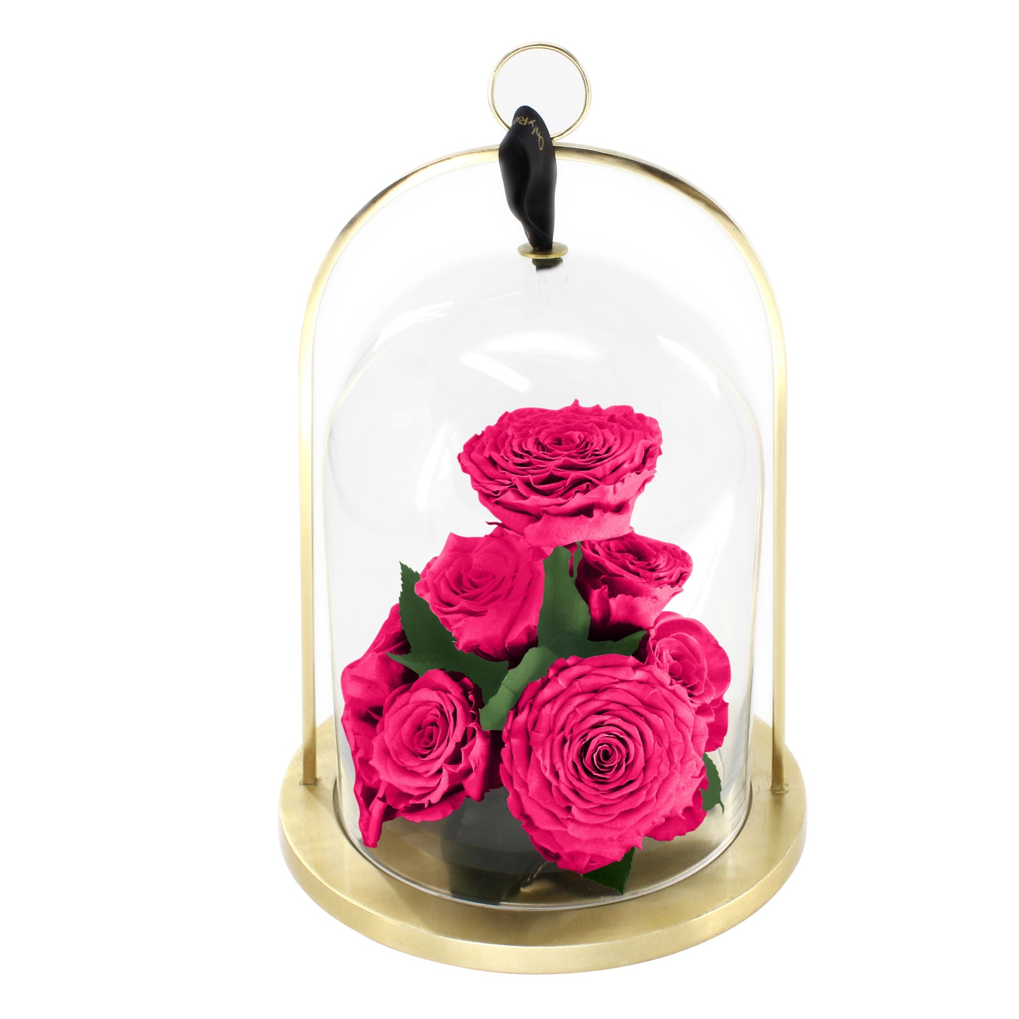 Pink roses under a glass dome with a gold base on a white background