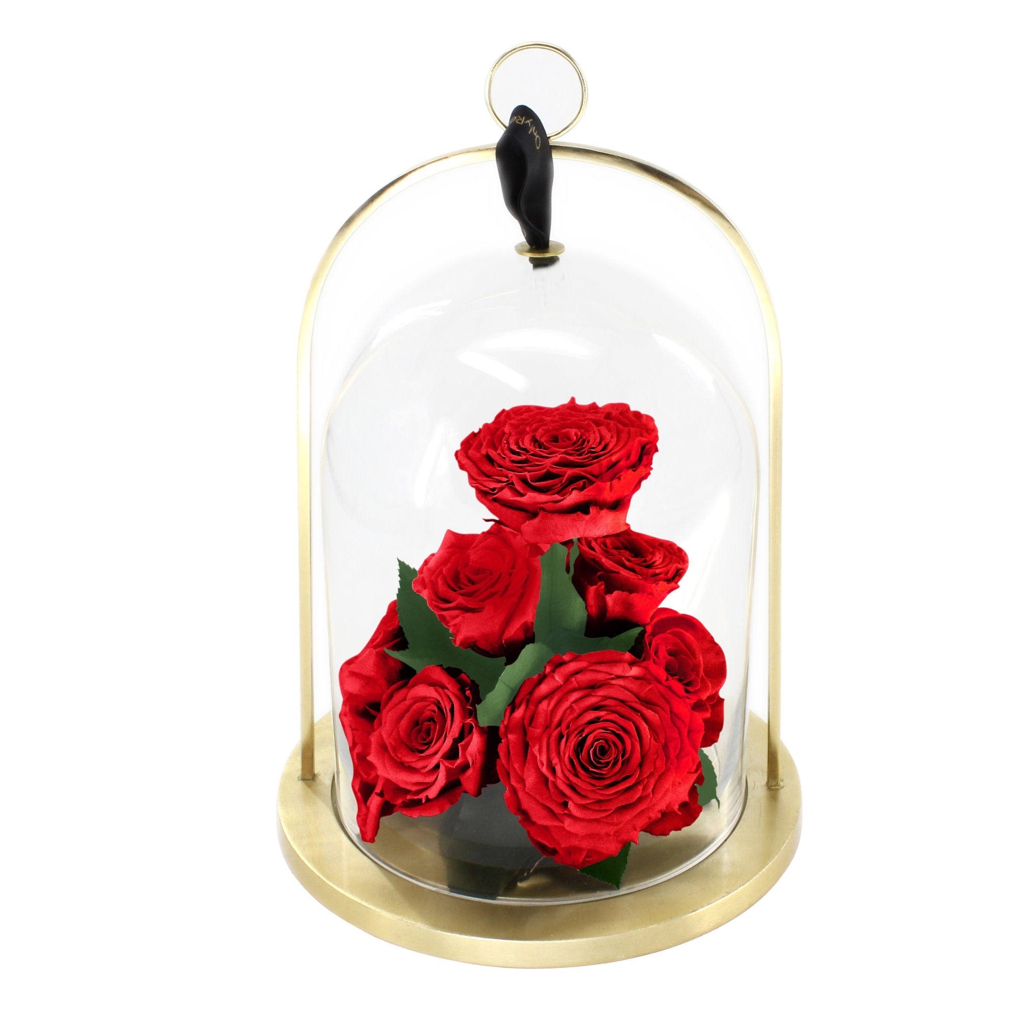 Red roses under a glass dome with a gold base on a white background