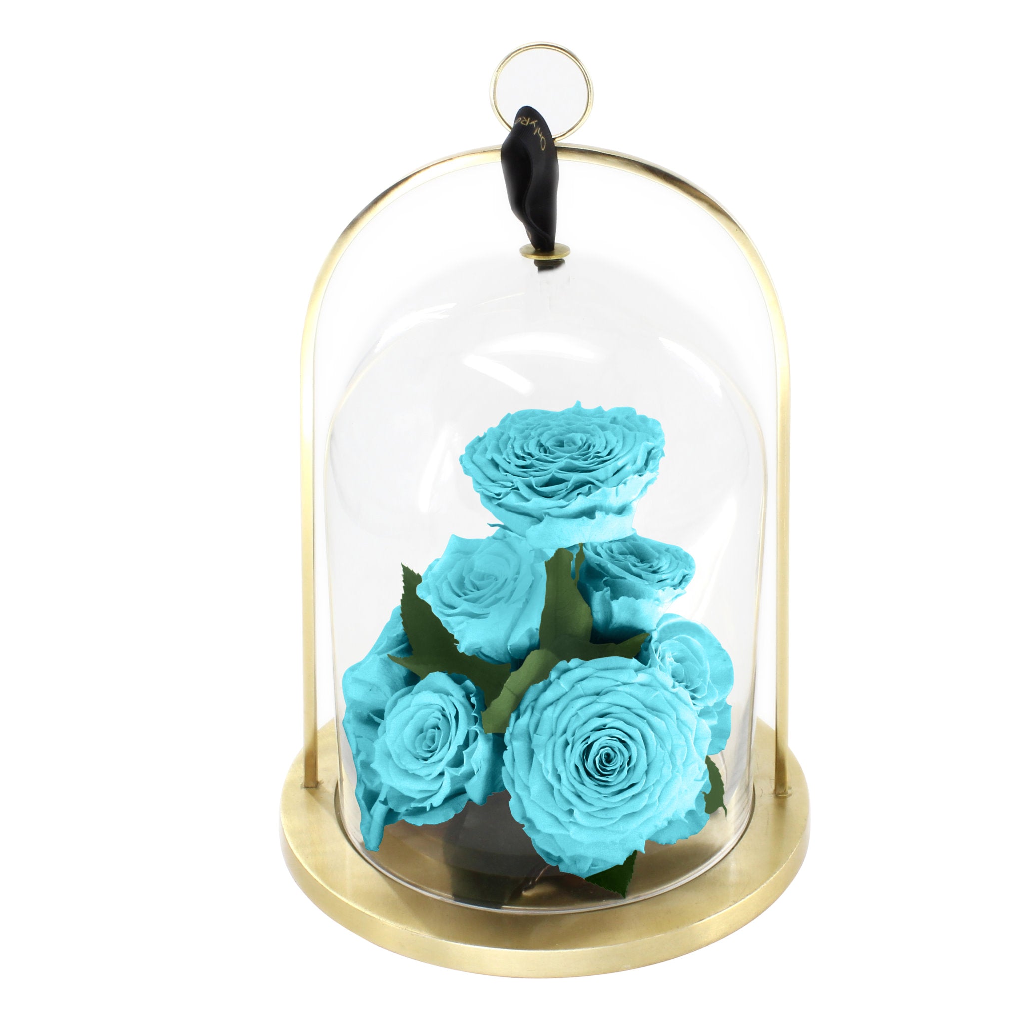 Turquoise roses inside a clear glass dome with a gold base on a white background