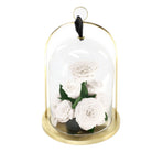 Glass dome with white roses on a gold base against a white background