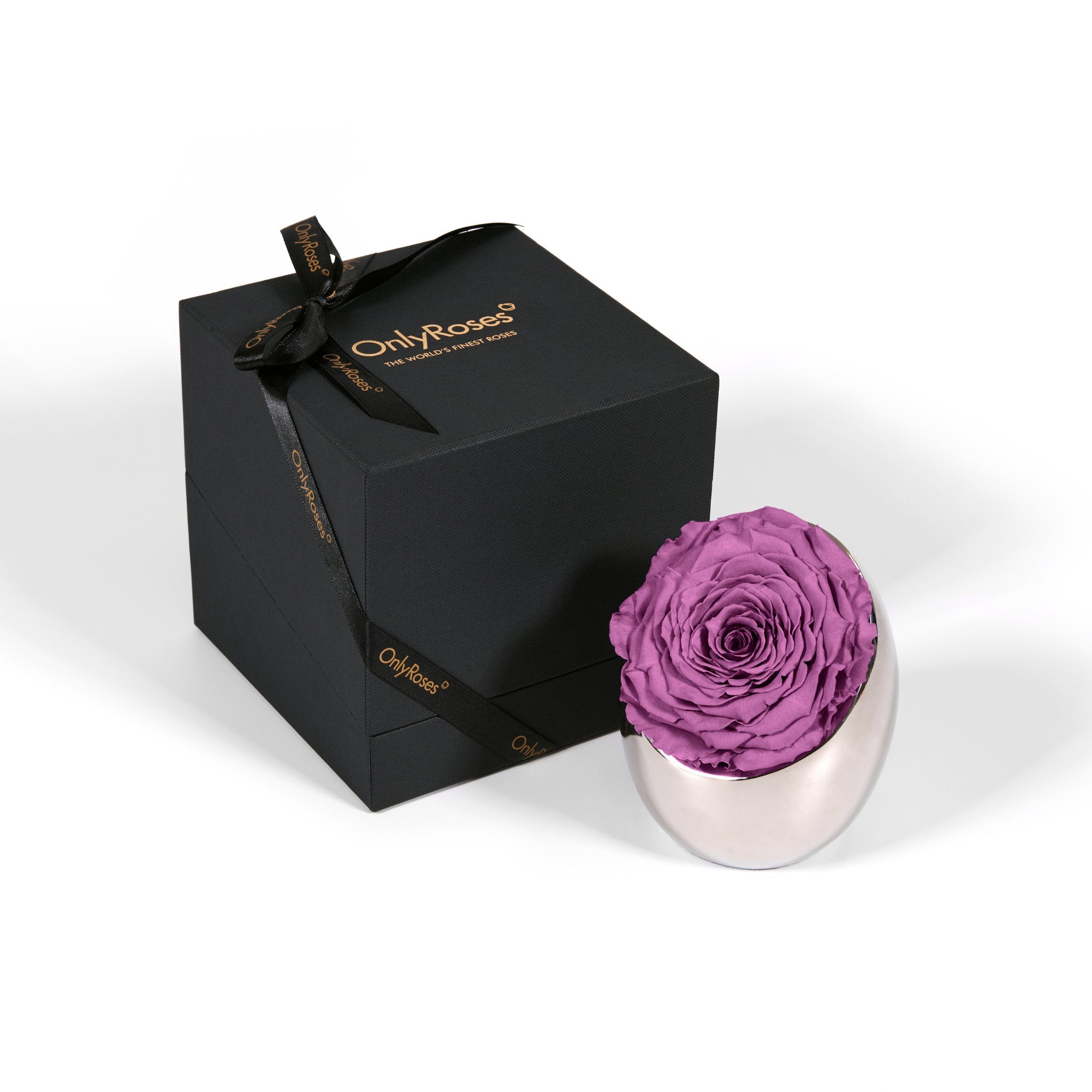 Purple rose in a silver holder next to an 'Only Roses' black box on a white background