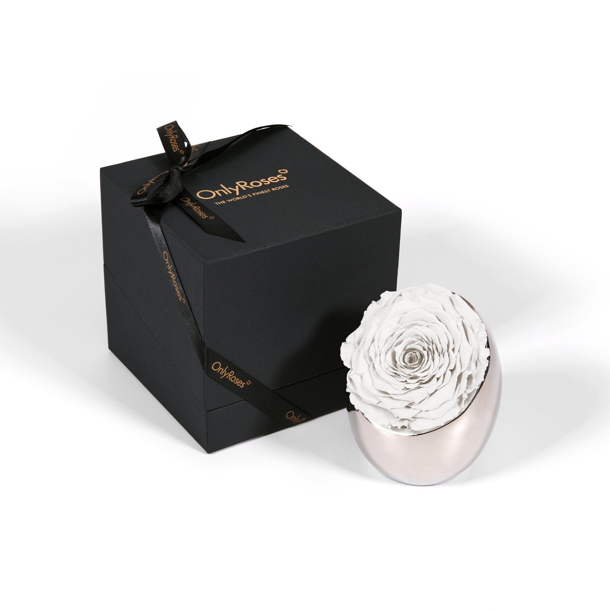 White rose in a pink holder next to a black box with 'Only Roses' branding on a white background
