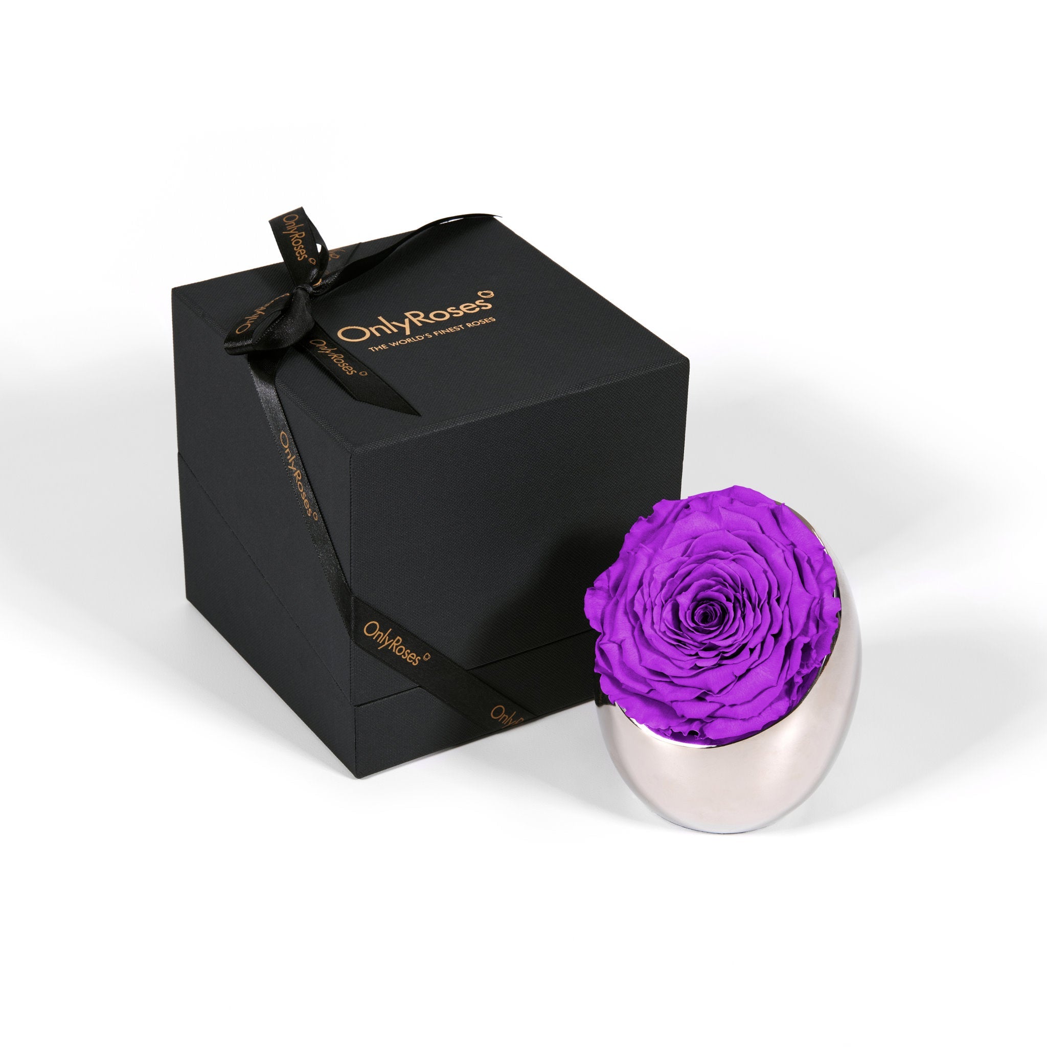 Purple rose in a silver holder next to an 'Only Roses' black box on a white background