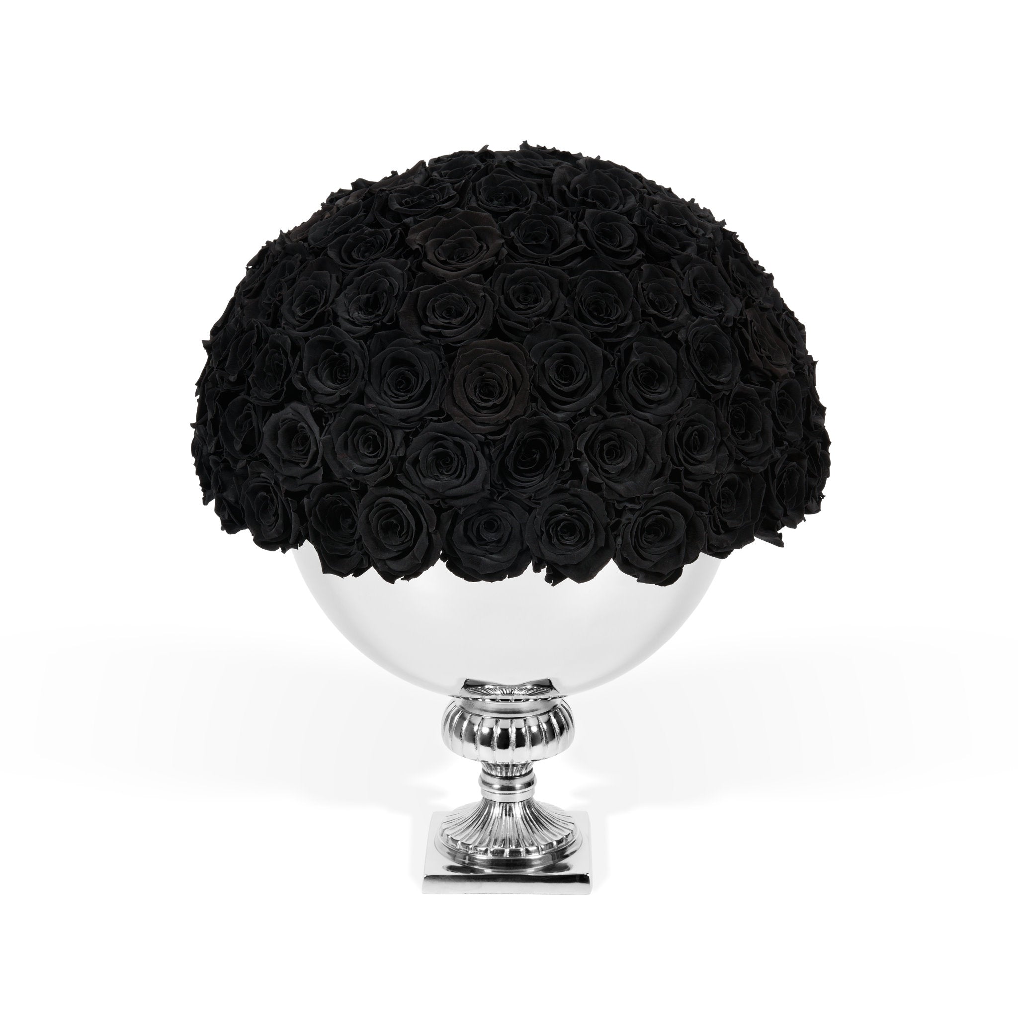 Black roses in a silver vase on a white background