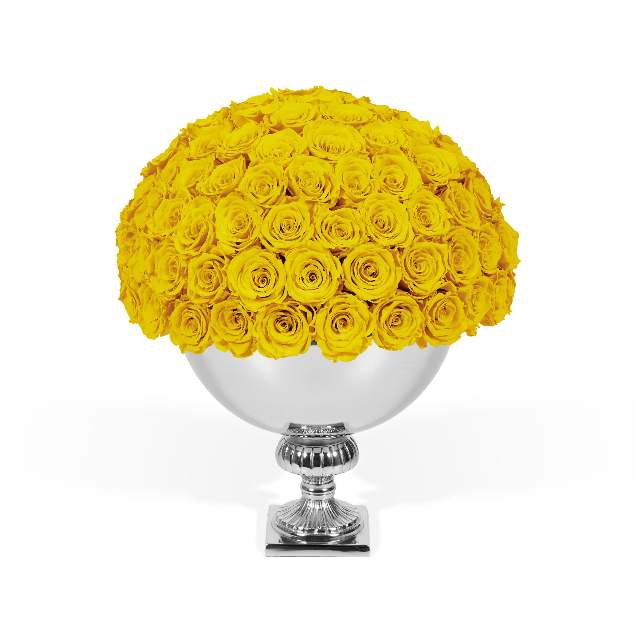White vase filled with yellow roses on a white background