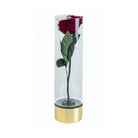 Red rose in a clear cylindrical vase with a gold base on a white background