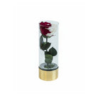 Glass cylinder with a red and white rose on a white background