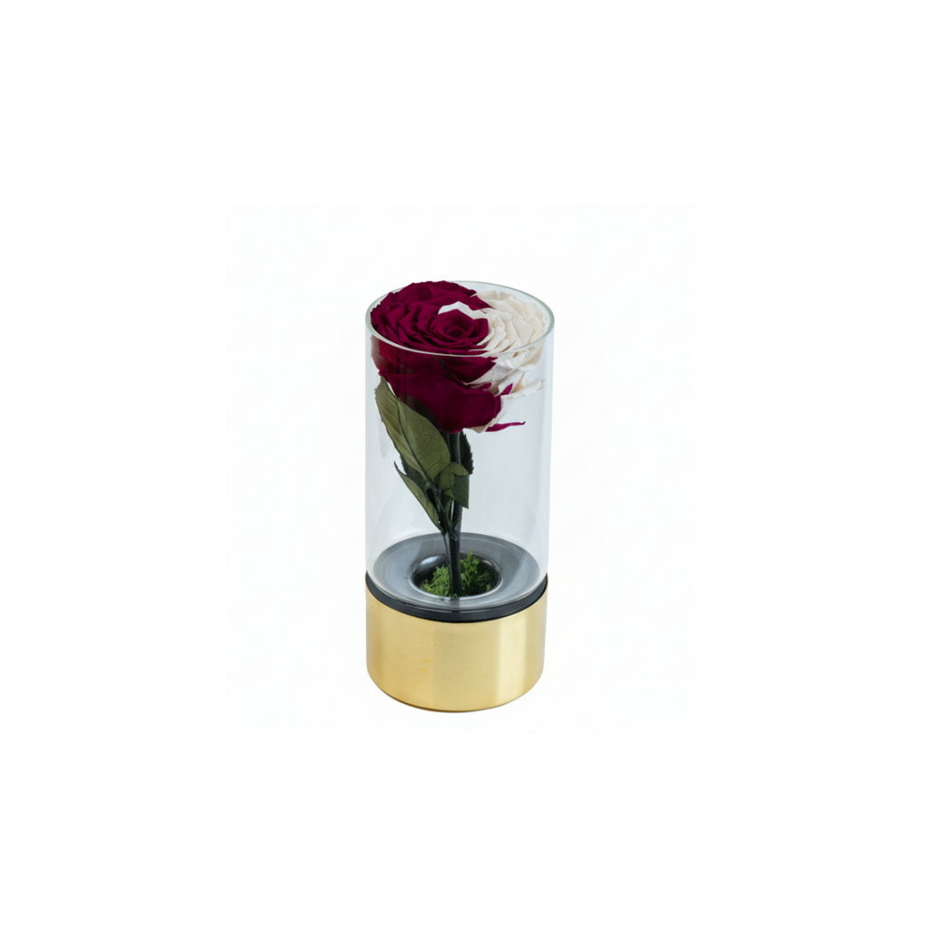 Red rose in a transparent cylindrical holder with gold base on a white background
