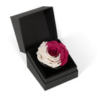 Black box with a pink and white rose inside on a white background