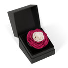 Black box with a pink and white rose inside on a white background