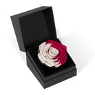 Black box with a red and white rose inside on a white background