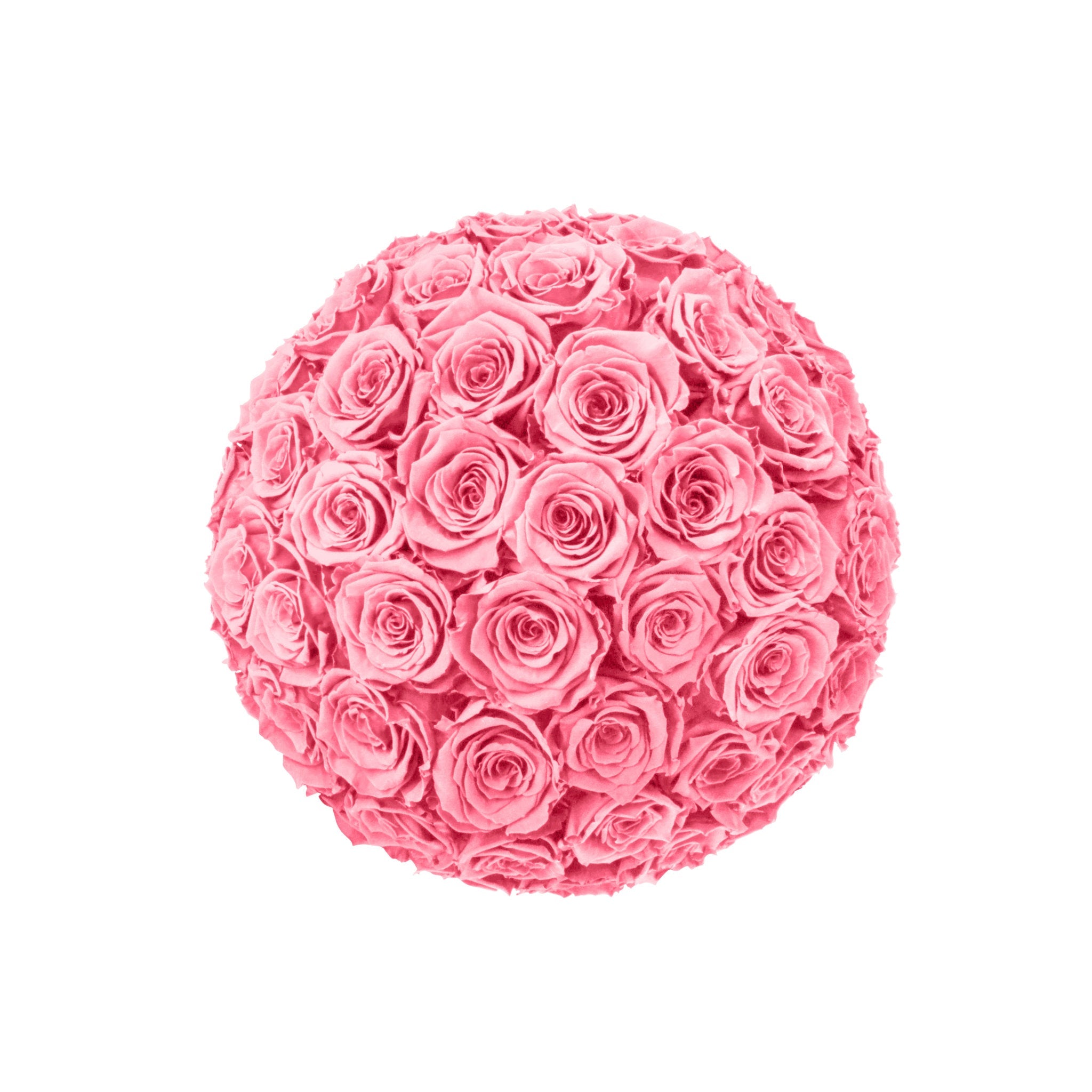 Pink rose ball on a white background