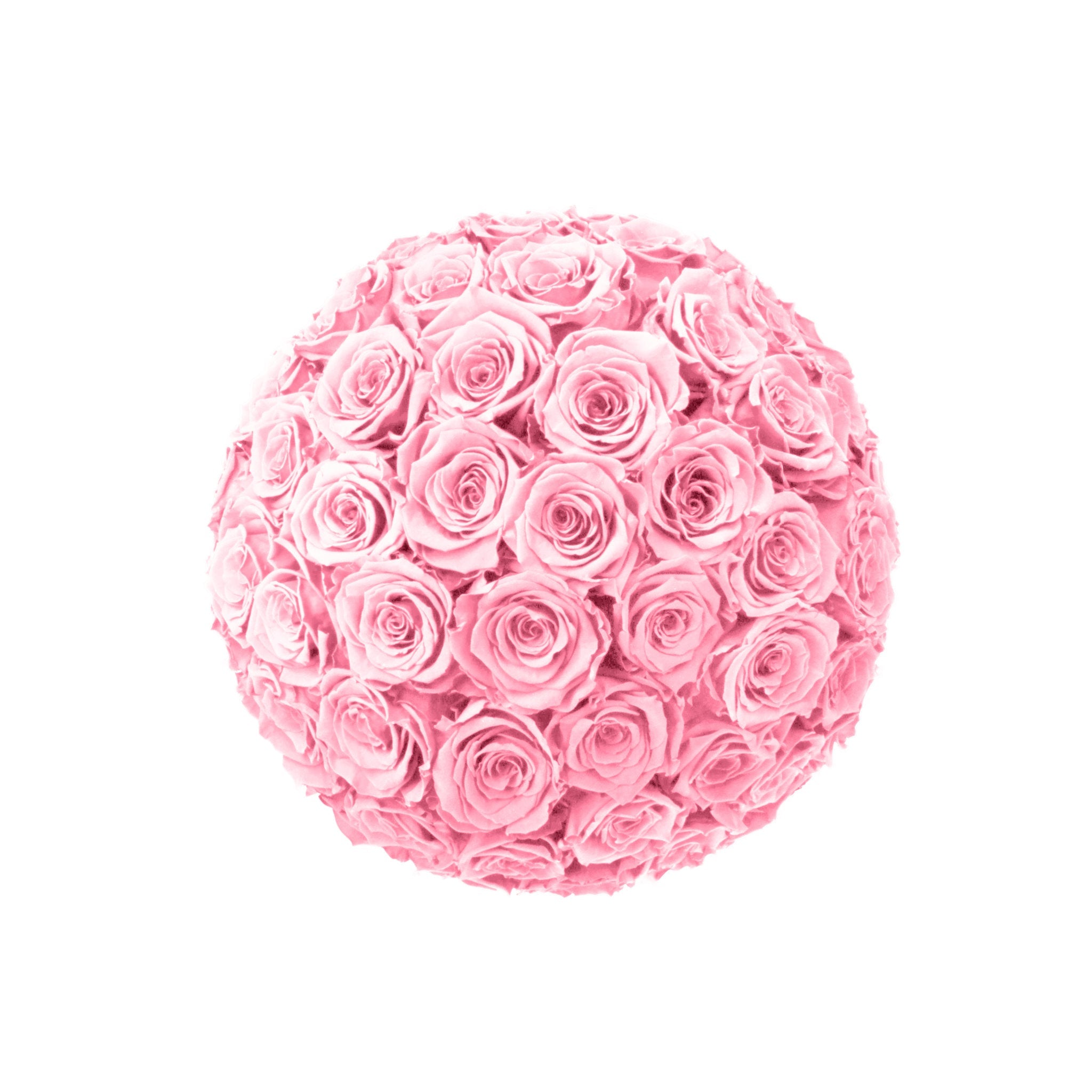 Ball of pink roses on a white background
