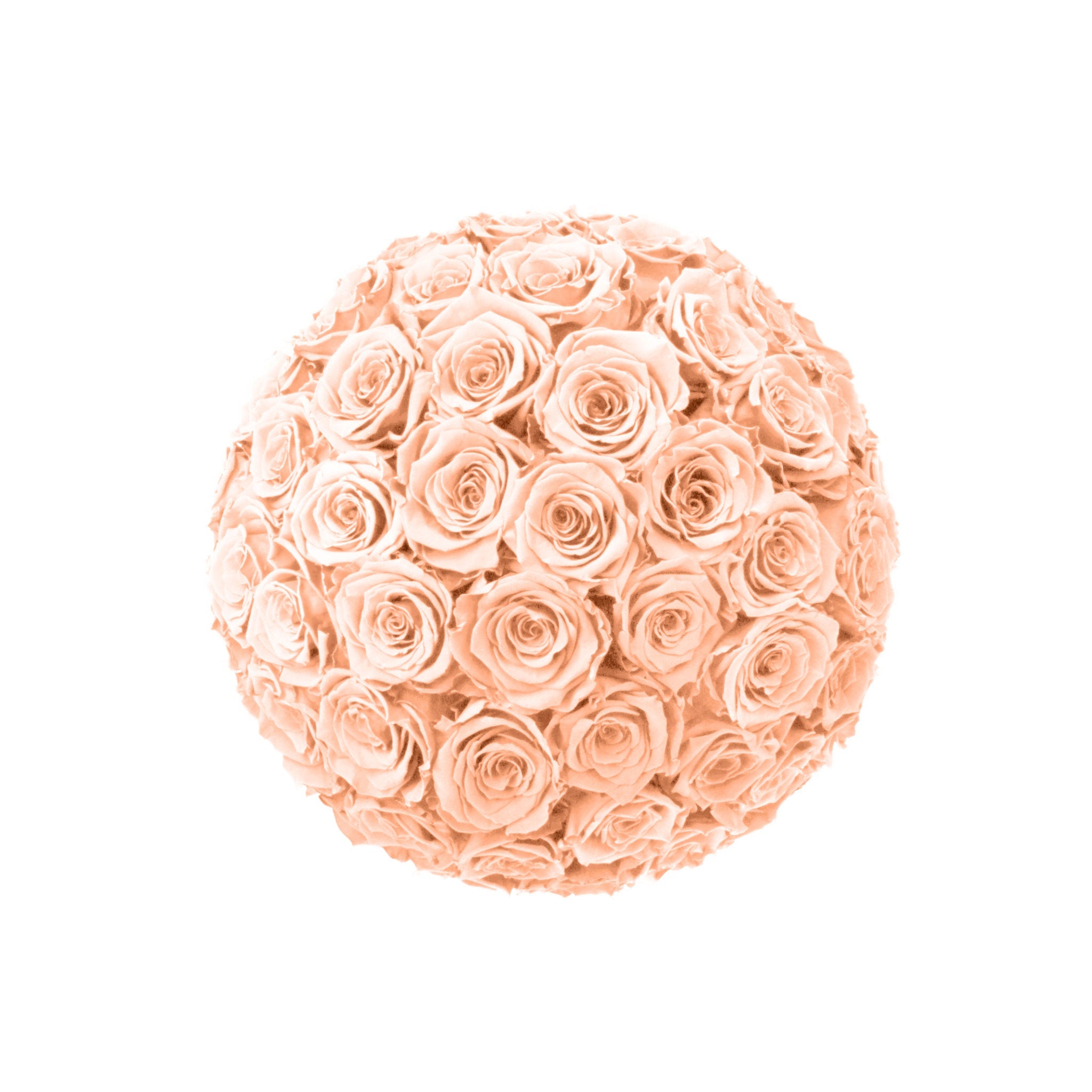 Ball of peach-colored roses on a white background