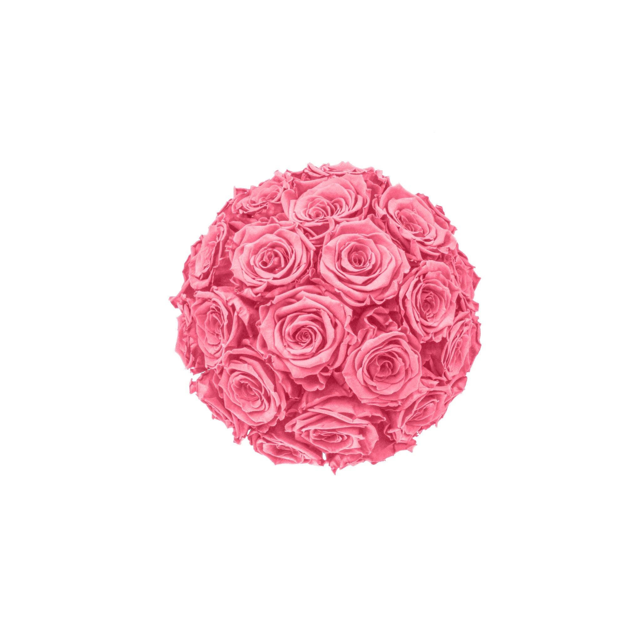 Pink rose ball on a white background