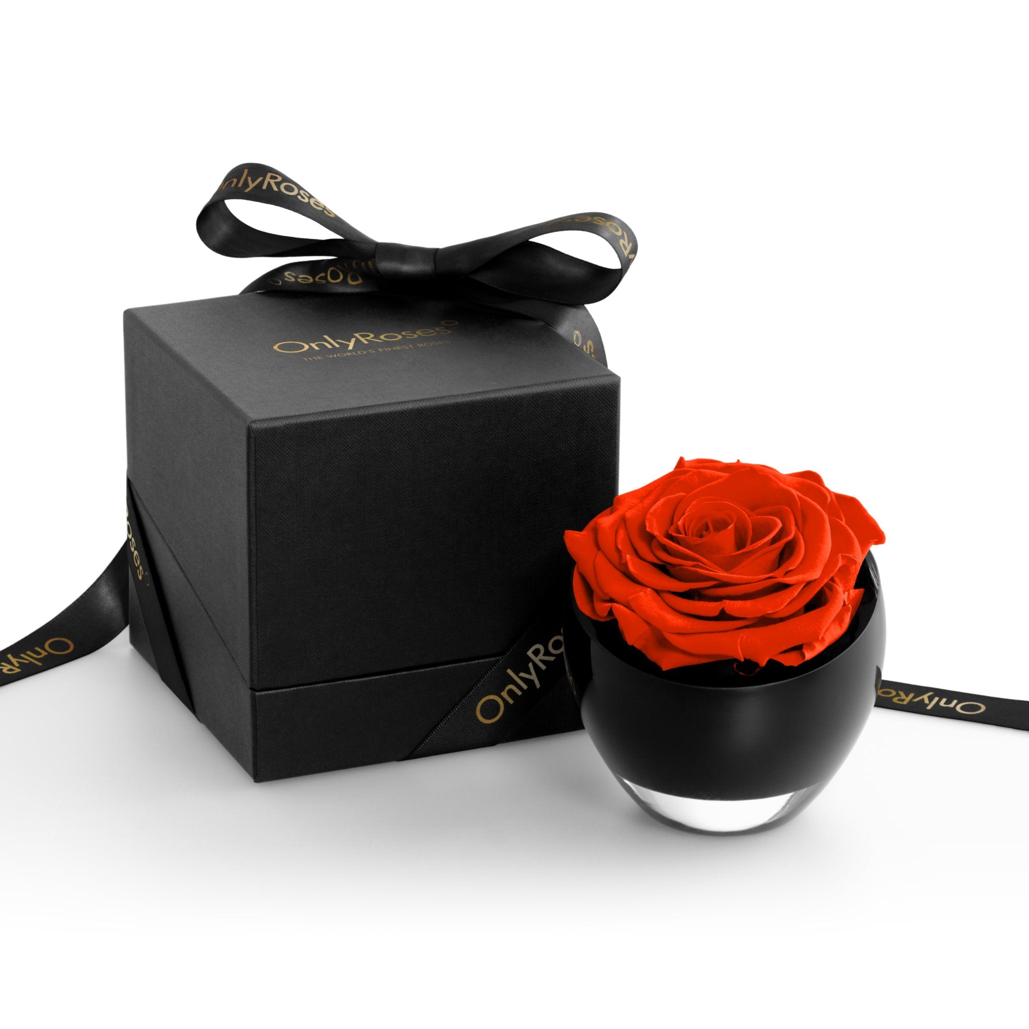 Red rose in a black container with a matching black box on a white background
