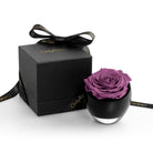 Purple rose in a black container with a matching box on a white background